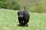 BEAUCERON - PUPPIES 333